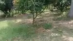 3.60acre mango farm Chittoor to 12km