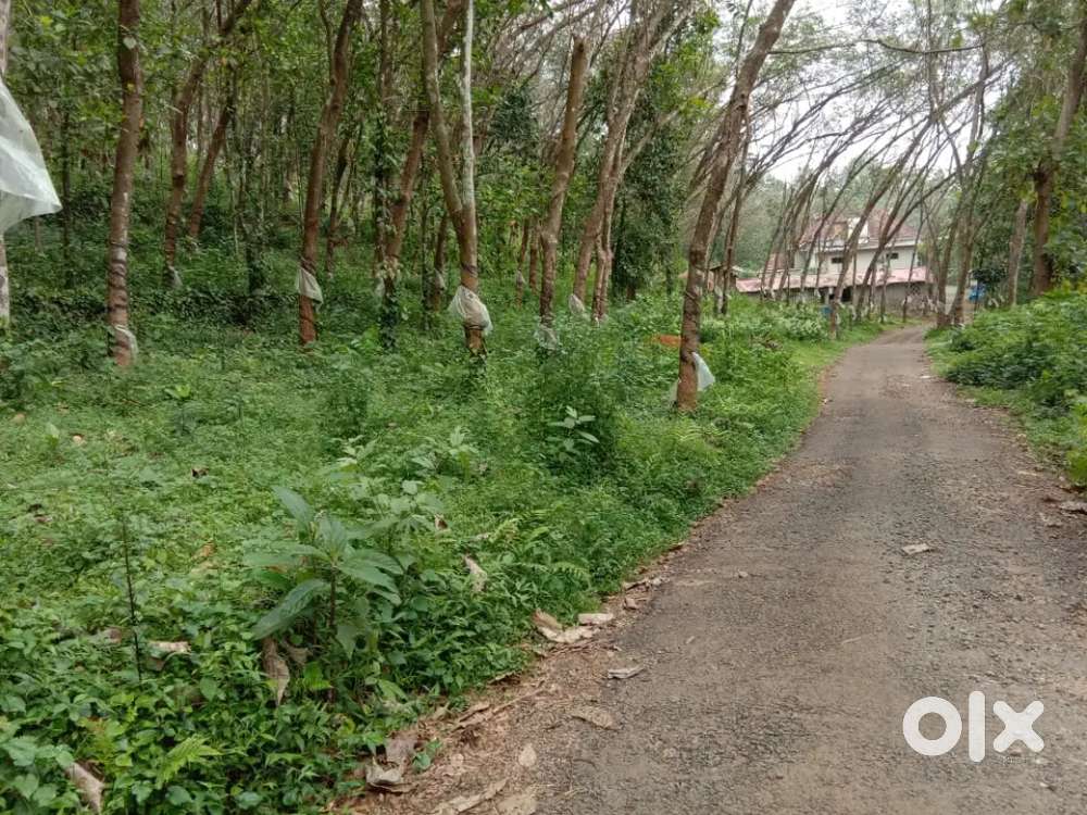 10 cent -1 Acre land for sale near Thodupuzha Town