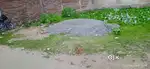Virat Nagar near by green fild school ke pass