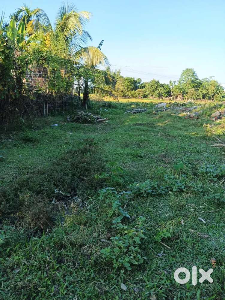 Miadi Pataa  land Total 3 Bigha sale par katha 6,50.000Thousand only