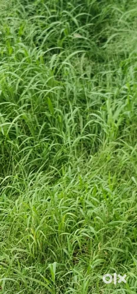 LAND FOR SALE EDAPALLY