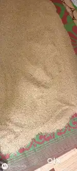 Gahu (Wheat)