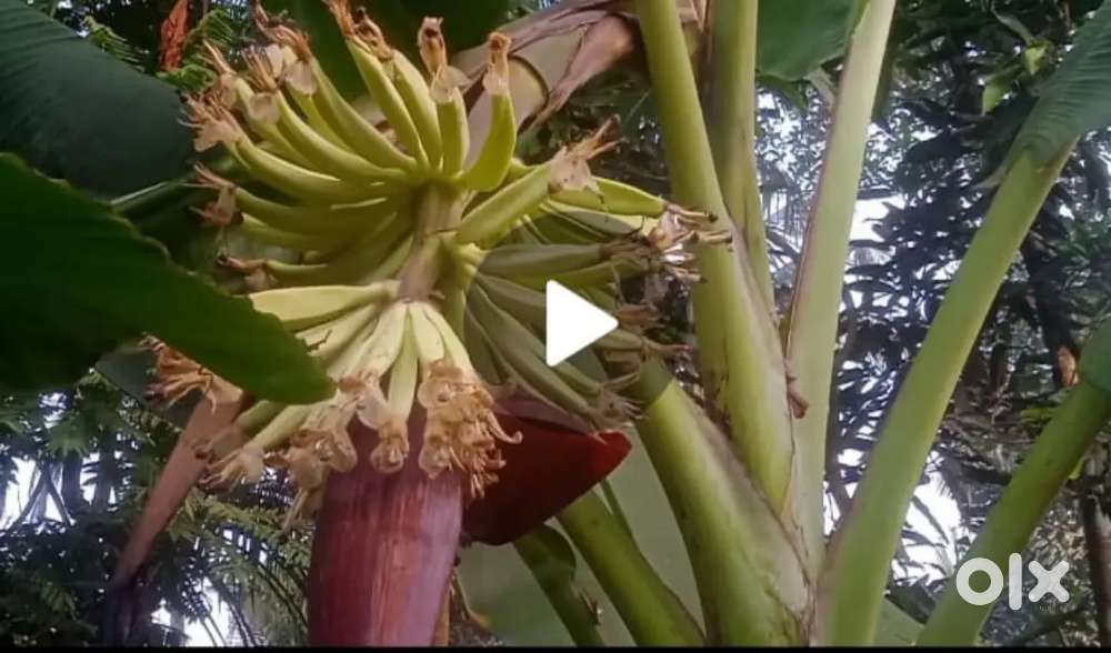 Low budget house plot road side