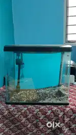 Imported Curved Glass Aquarium with filter, lights and gravel