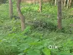 6.5 cent commercial plot for sale near malikadavu