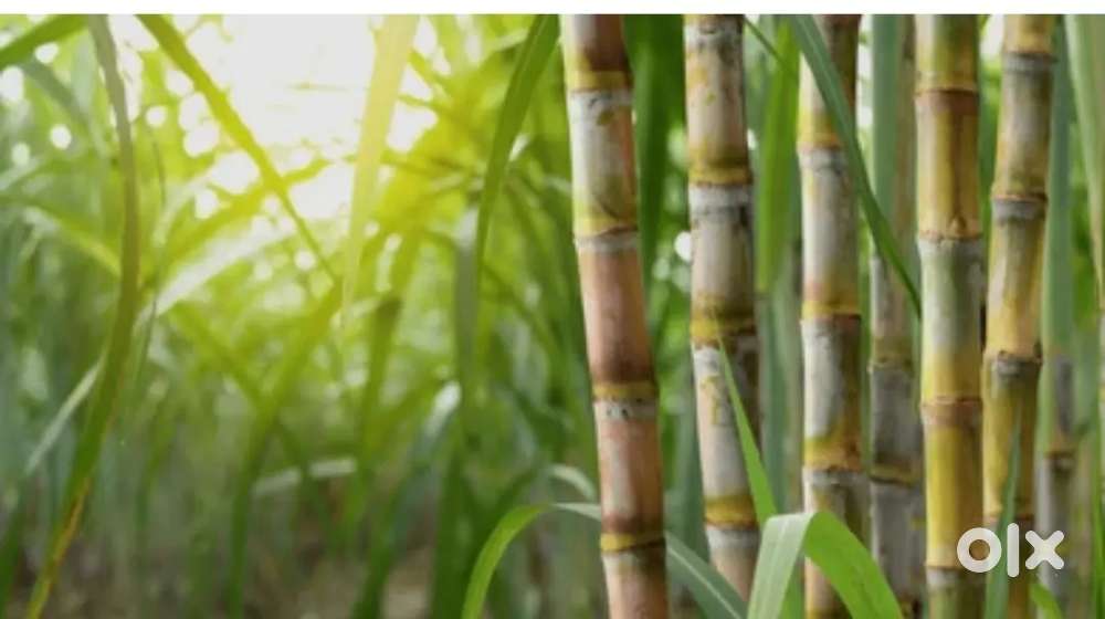 30 एकर रोड टच near माळशिरस