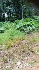 Kakkanad infopark back nilampathinni mukal 7 cent orginal land