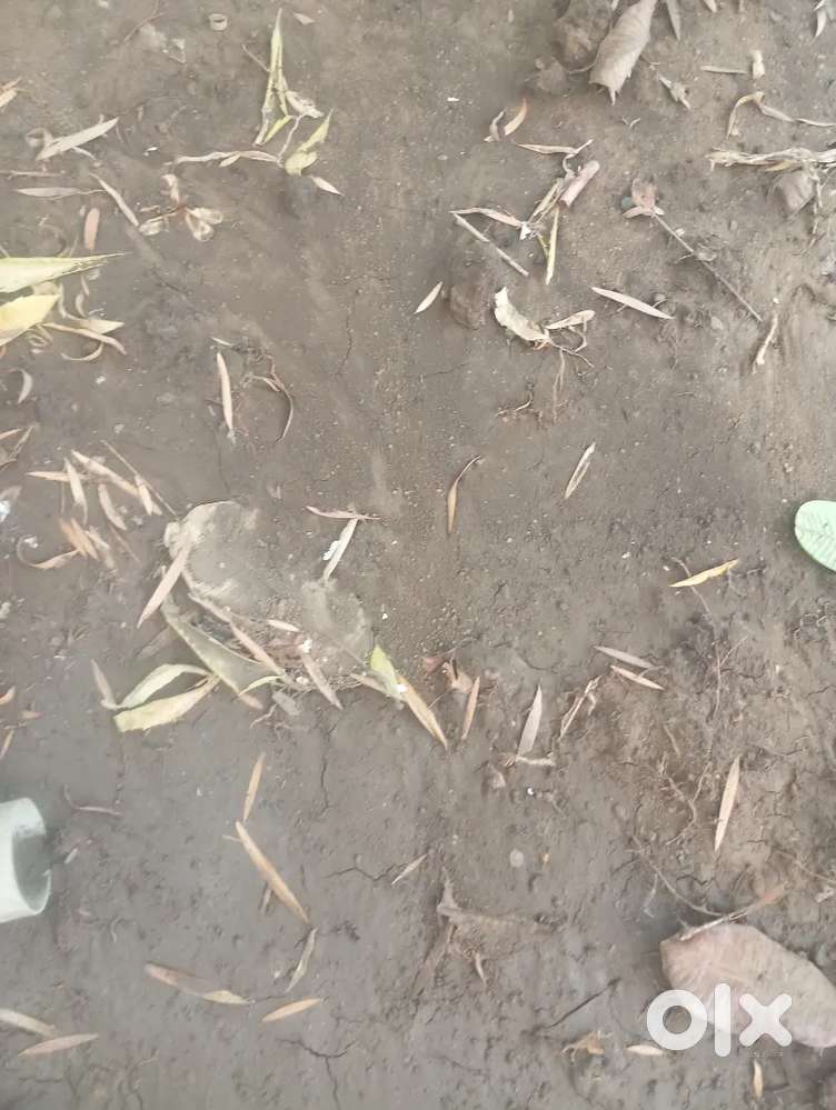 Thumbdi Nani 80 var plot