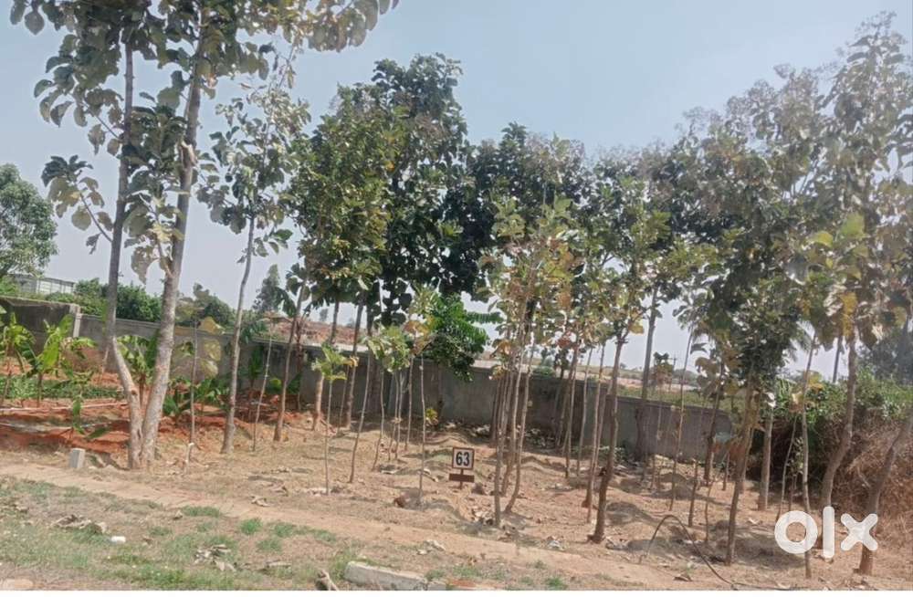 Long Term Investment Plot with 48 Teak Plants & Home Stay options