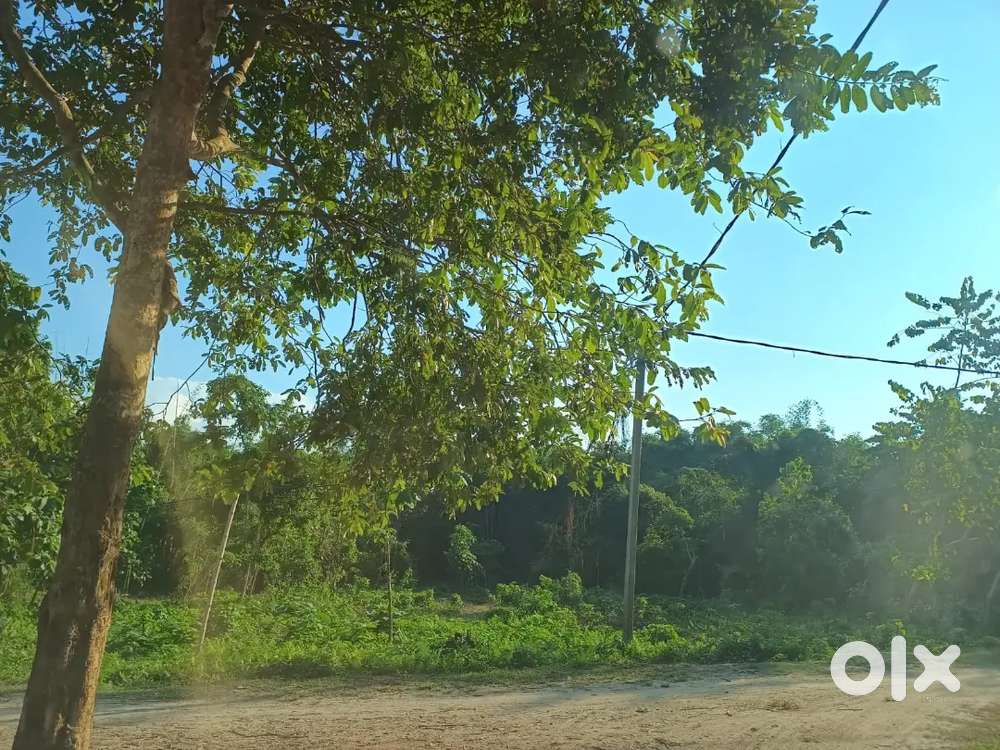 2 bigha land, raidongia, 900m inside highway