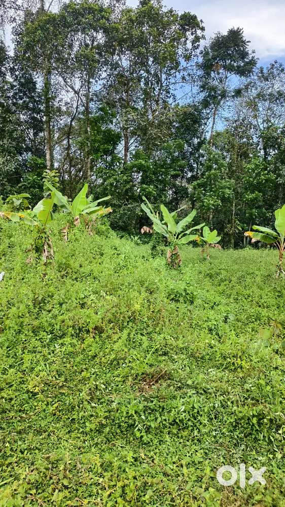 കൂരാലി പള്ളിക്കത്തോട് വഴിയിൽ വഴിയോട് കൂടി 7.5 സെന്റ് ഉടൻ vilpanaikw