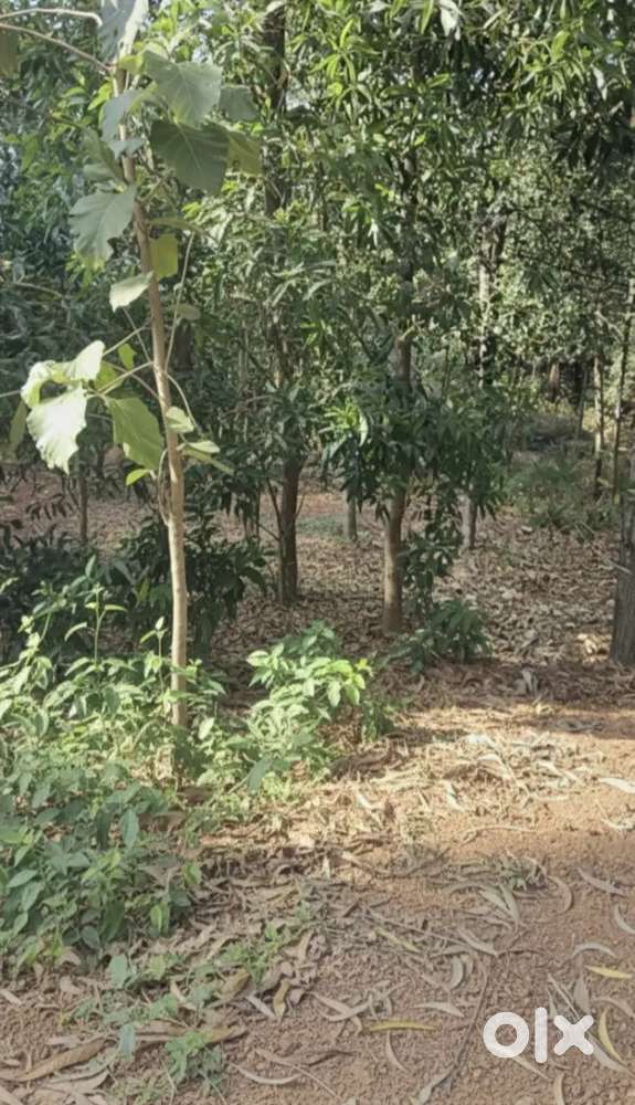 വർക്കല മേൽവെട്ടൂർ മെയിൻറോഡ് 100mtr മാറി 33.5 സെന്റ് വസ്തു വില്പനക്ക്