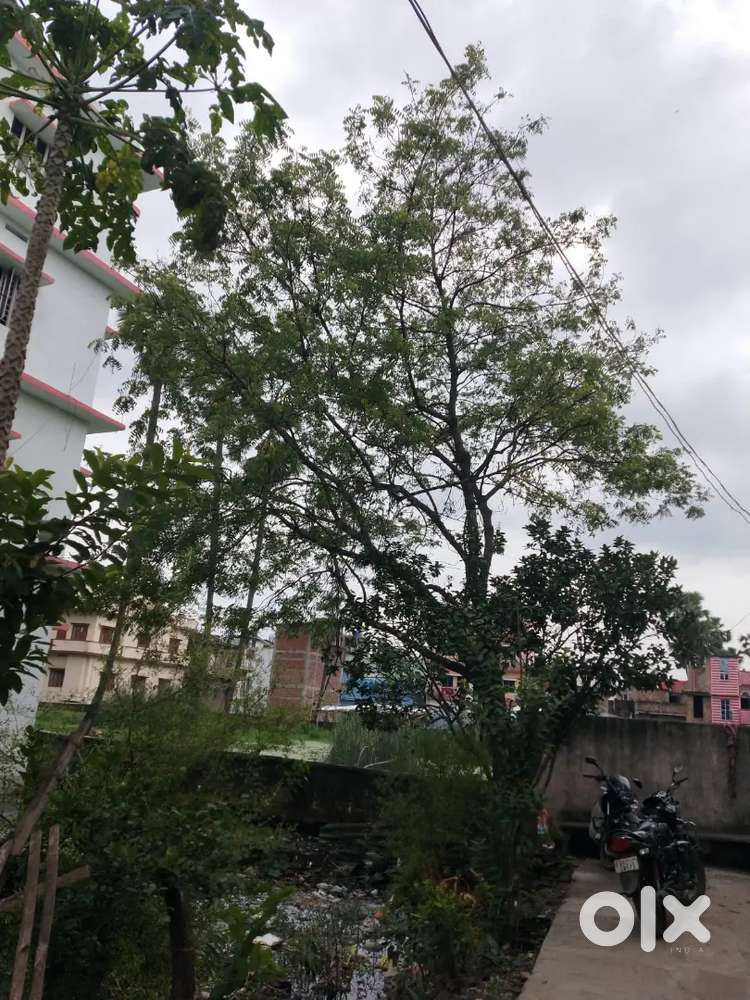 3 kattha zamin kankarbagh near lohiya park