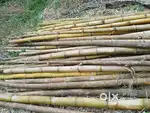 Yellow bamboo,  10 ft  size. (Other  sizes is also available. )