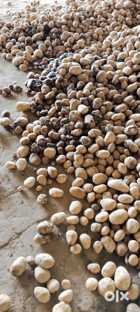 Onion potato selling