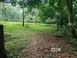 Plot for sale 56 cent, behind Bishop house Thamarasherry
