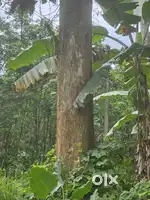 4 teak wood and one Jungle jack tree (Anjili)