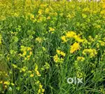 1 Bigha land for sale in Neemrana