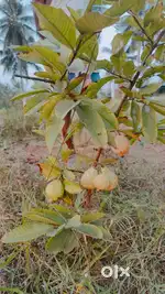 Koovathur near farm land sale