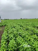 20 एकर काळी पिकाऊ जमीन शेतीसाठी भाड्याने देणे आहे. (Farm for rent)