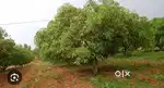 3 bighaa agriculture land for rent