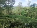 Vagamon Good View and Climate 50 Cent Land for sale