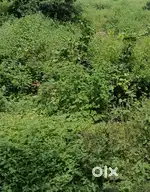 1650 polot for sale Dk-4 Danish kunj Kolar road