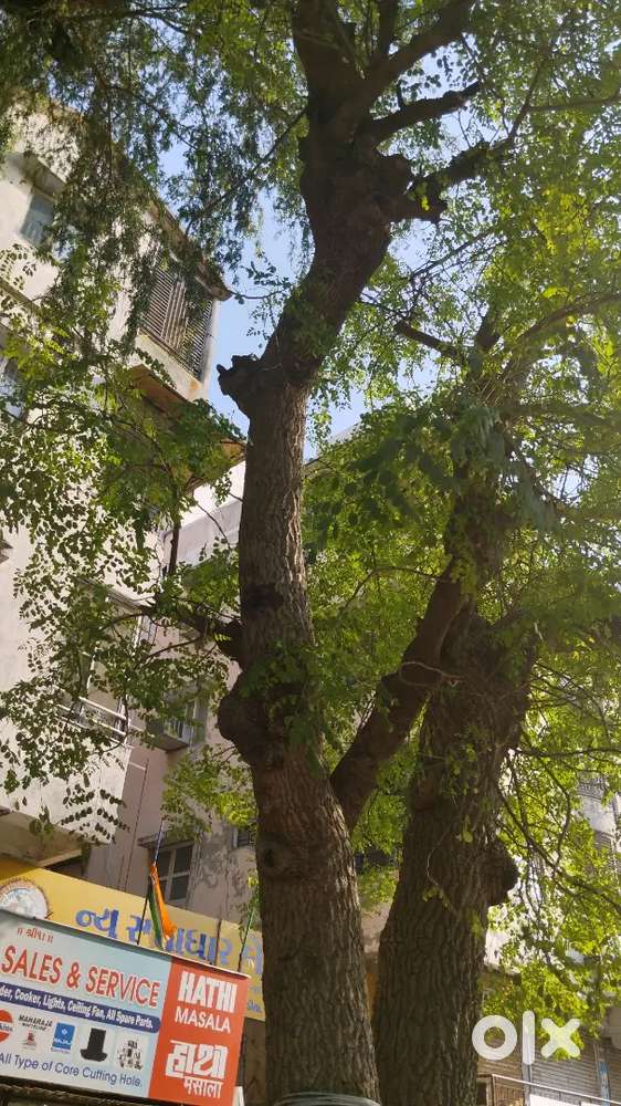 Tree counting job in ahemdabad (part-time) side income