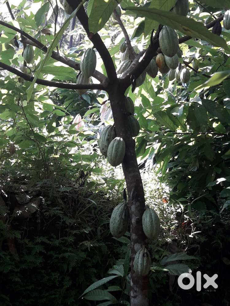 COCO Plant For Sale