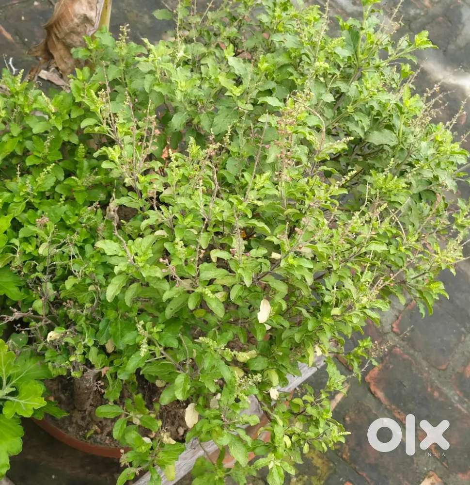 Tulsiplant