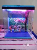fish aquarium