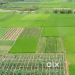 2.5 bigha land for for plotting purposes single owner