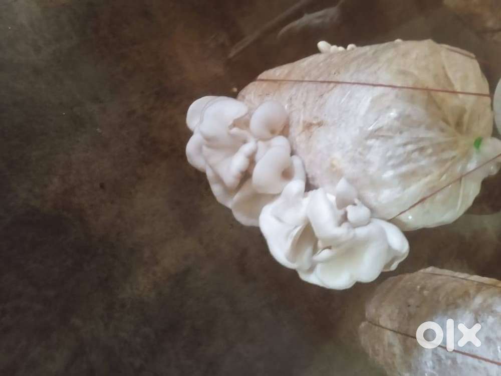 Mushroom Marketing