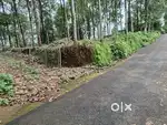 വാഴകുളത്തിനടുത്ത് 110 സെന്റ്  house plot