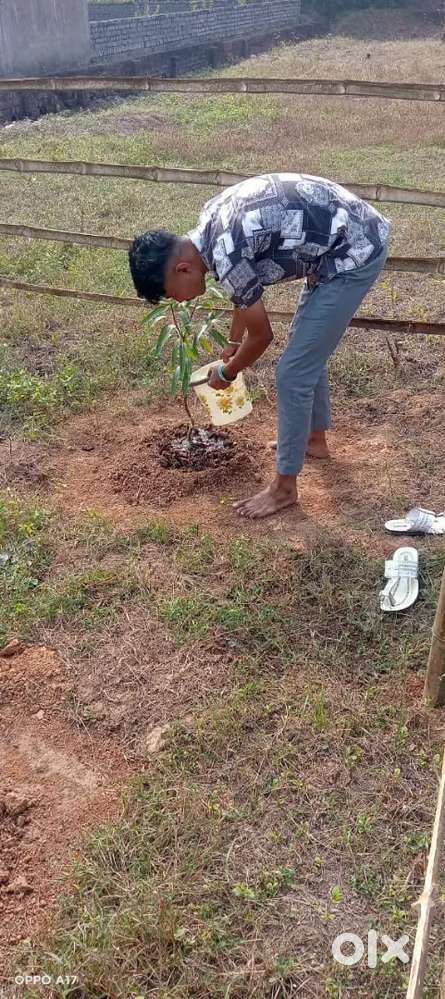 Plot available for building