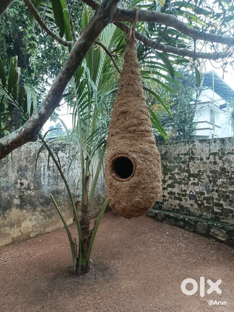 കുരുവി കൂടു