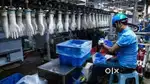 Wanted m/f packing staffs  for gloves company. 8 am to 4