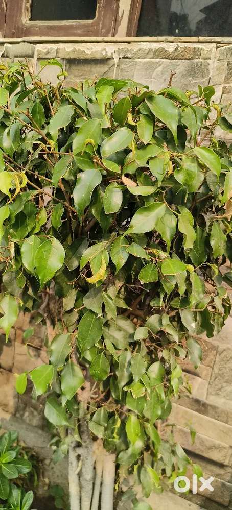 Calling Staff required for Sonipat