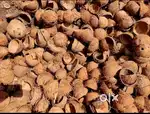 Coconut shell buying/selling bulk & loos
