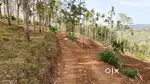 Near kakkavayal school (500metrs only)16 cent dryland +19 wetland