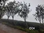 2 Acre Scenic Land for Sale at Vagamon Vattapathal
