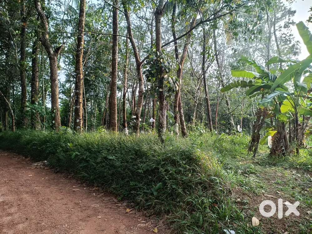 20cent for sale at Ayur-Oyoor road including rubber and other trees