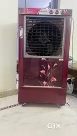 1 year old Cooler