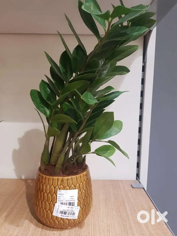 Restaurant and Cafe banglore require..Male / Female staff