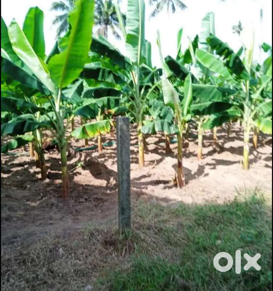 Beautiful farmland for sale in Porathusseri, Irinjalakuda.