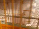 bird CAGE new
