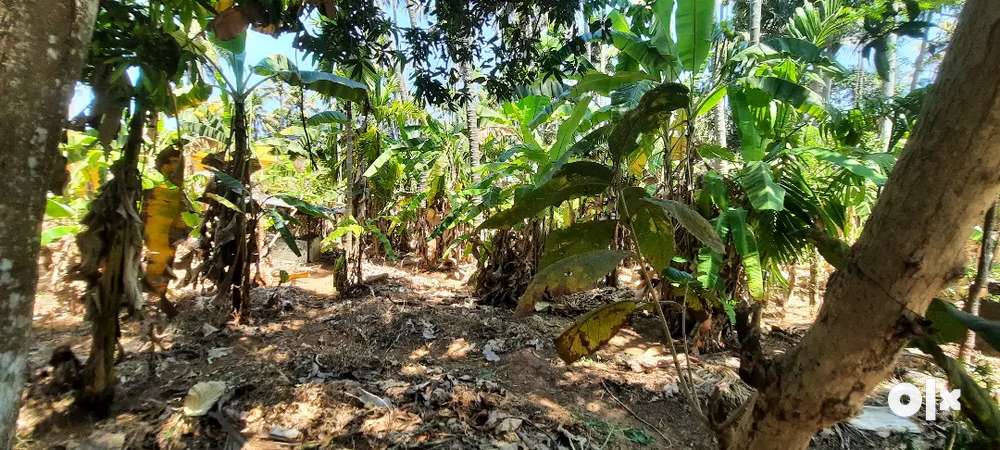 50 cent land near punkunnam, ideal for villa projects