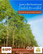 1/4 acer Red sandal wood agriculture farm lands for sale.