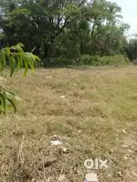 8350m2  Beautiful Orchard Land for Sale in Chandor, South Goa