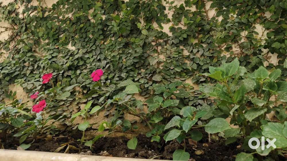 Maid chiye din bhar ke liye 10 ghante